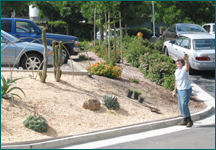 Alliance Medical Center
Succulent Garden designed by Marsha McPheeters